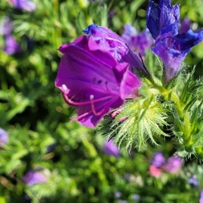 Echium plantagineum (Paterson's Curse) at Dananbilla Nature Reserve - 6 Oct 2023 by trevorpreston