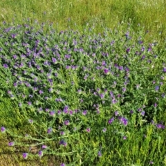 Echium plantagineum at Crowther, NSW - 7 Oct 2023