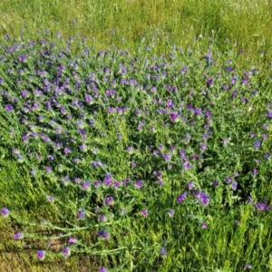 Echium plantagineum at Crowther, NSW - 7 Oct 2023