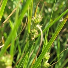 Carex inversa (Knob Sedge) at Crowther, NSW - 7 Oct 2023 by trevorpreston