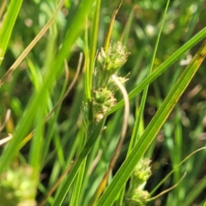 Carex inversa at Crowther, NSW - 7 Oct 2023