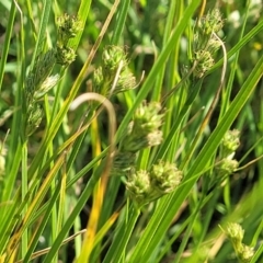 Carex inversa at Crowther, NSW - 7 Oct 2023 10:01 AM