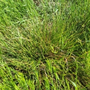 Carex inversa at Crowther, NSW - 7 Oct 2023