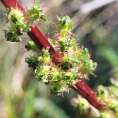 Acaena echinata (Sheeps Burr) at Crowther, NSW - 6 Oct 2023 by trevorpreston