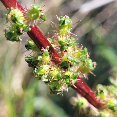 Acaena echinata (Sheeps Burr) at Crowther, NSW - 7 Oct 2023 by trevorpreston