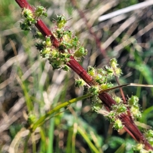 Acaena echinata at Crowther, NSW - 7 Oct 2023