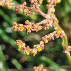 Rumex acetosella (Sheep Sorrel) at Crowther, NSW - 7 Oct 2023 by trevorpreston