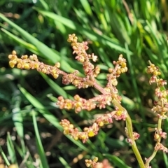Rumex acetosella at Crowther, NSW - 7 Oct 2023