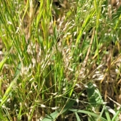 Aira elegantissima (Delicate Hairgrass) at Crowther, NSW - 7 Oct 2023 by trevorpreston