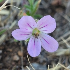 Erodium brachycarpum (Heronsbill) at Crowther, NSW - 7 Oct 2023 by trevorpreston