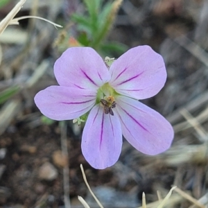 Erodium brachycarpum at Crowther, NSW - 7 Oct 2023 09:57 AM