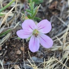 Erodium brachycarpum at Crowther, NSW - 7 Oct 2023 09:57 AM