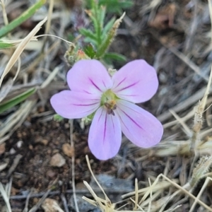 Erodium brachycarpum at Crowther, NSW - 7 Oct 2023