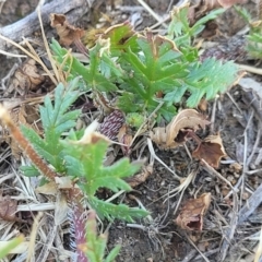 Erodium brachycarpum at Crowther, NSW - 7 Oct 2023