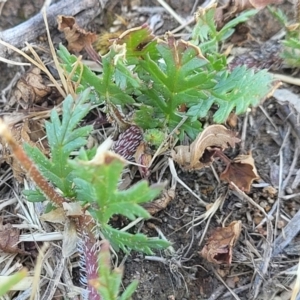 Erodium brachycarpum at Crowther, NSW - 7 Oct 2023