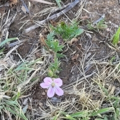 Erodium brachycarpum at Crowther, NSW - 7 Oct 2023 09:57 AM