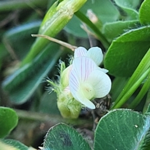 Trifolium subterraneum at Crowther, NSW - 7 Oct 2023 09:57 AM