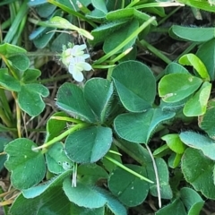 Trifolium subterraneum at Crowther, NSW - 7 Oct 2023