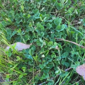 Trifolium subterraneum at Crowther, NSW - 7 Oct 2023 09:57 AM