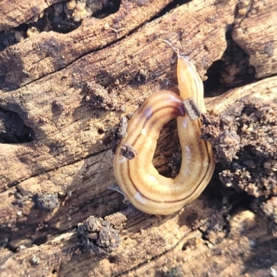 Fletchamia quinquelineata (Five-striped flatworm) at Crowther, NSW - 7 Oct 2023 by trevorpreston