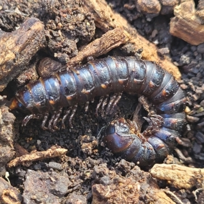 Paradoxosomatidae sp. (family) (Millipede) at Crowther, NSW - 6 Oct 2023 by trevorpreston