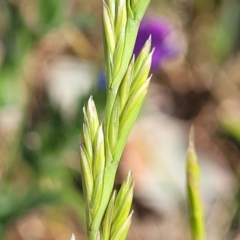 Lolium (genus) (Ryegrass) at Crowther, NSW - 7 Oct 2023 by trevorpreston