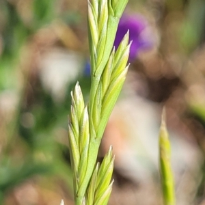 Lolium sp. at Crowther, NSW - 7 Oct 2023