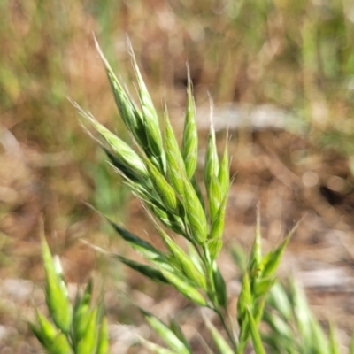 Bromus hordeaceus (A Soft Brome) at Crowther, NSW - 7 Oct 2023 by trevorpreston