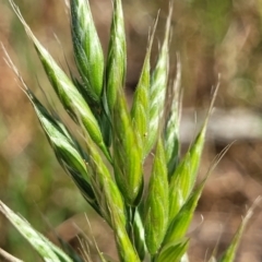 Bromus hordeaceus at Crowther, NSW - 7 Oct 2023