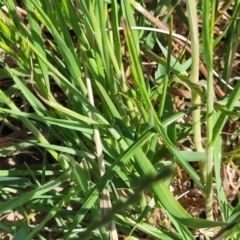 Bromus hordeaceus at Crowther, NSW - 7 Oct 2023