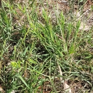 Bromus hordeaceus at Crowther, NSW - 7 Oct 2023