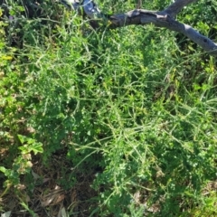 Sisymbrium officinale (Common Hedge Mustard) at Crowther, NSW - 6 Oct 2023 by trevorpreston