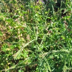 Sisymbrium officinale at Crowther, NSW - 7 Oct 2023 09:50 AM