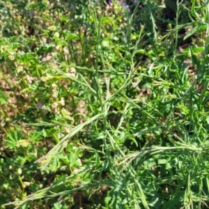 Sisymbrium officinale at Crowther, NSW - 7 Oct 2023