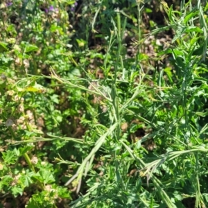 Sisymbrium officinale at Crowther, NSW - 7 Oct 2023