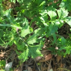 Sisymbrium officinale at Crowther, NSW - 7 Oct 2023