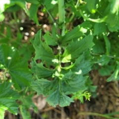 Sisymbrium officinale at Crowther, NSW - 7 Oct 2023