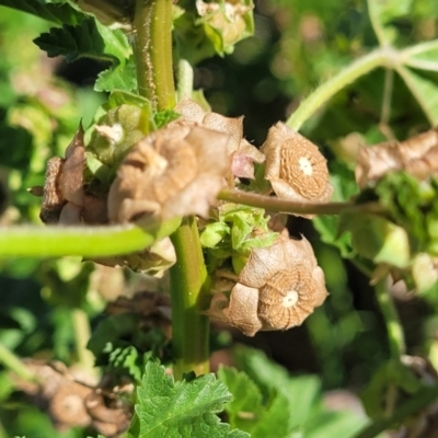 Malva parviflora (Little Mallow) at Crowther, NSW - 7 Oct 2023 by trevorpreston