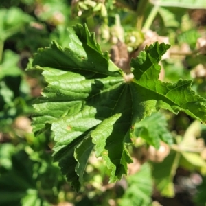 Malva parviflora at Crowther, NSW - 7 Oct 2023 09:50 AM