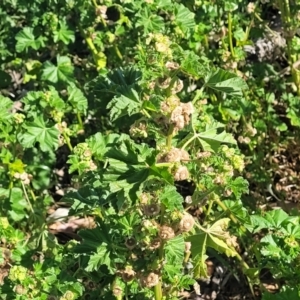 Malva parviflora at Crowther, NSW - 7 Oct 2023