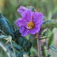 Solanum cinereum (Narrawa Burr) at Crowther, NSW - 7 Oct 2023 by trevorpreston