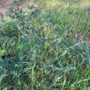 Solanum cinereum at Crowther, NSW - 7 Oct 2023