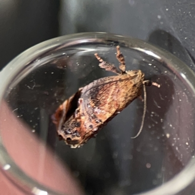 Peritropha oligodrachma (A twig moth) at Braddon, ACT - 7 Oct 2023 by Hejor1