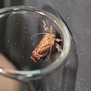 Peritropha oligodrachma at Braddon, ACT - 8 Oct 2023 09:14 AM