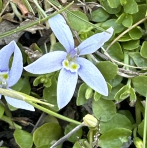 Isotoma fluviatilis subsp. australis at Kambah, ACT - 8 Oct 2023