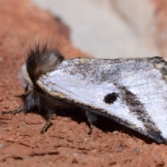 Epicoma melanospila (Black Spot Moth) at QPRC LGA - 7 Oct 2023 by DianneClarke