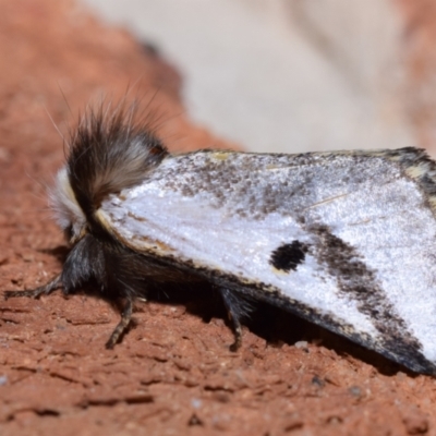 Epicoma melanospila (Black Spot Moth) at Greenleigh, NSW - 7 Oct 2023 by DianneClarke