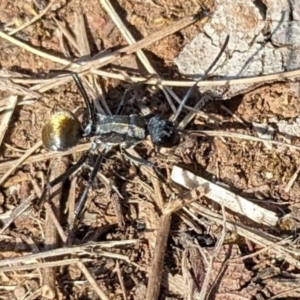 Polyrhachis ammon at Fraser, ACT - 7 Oct 2023