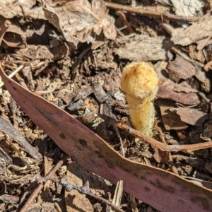 Orobanche minor at Spence, ACT - 7 Oct 2023