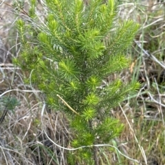 Erica lusitanica (Spanish Heath ) at Mount Taylor - 8 Oct 2023 by lbradley